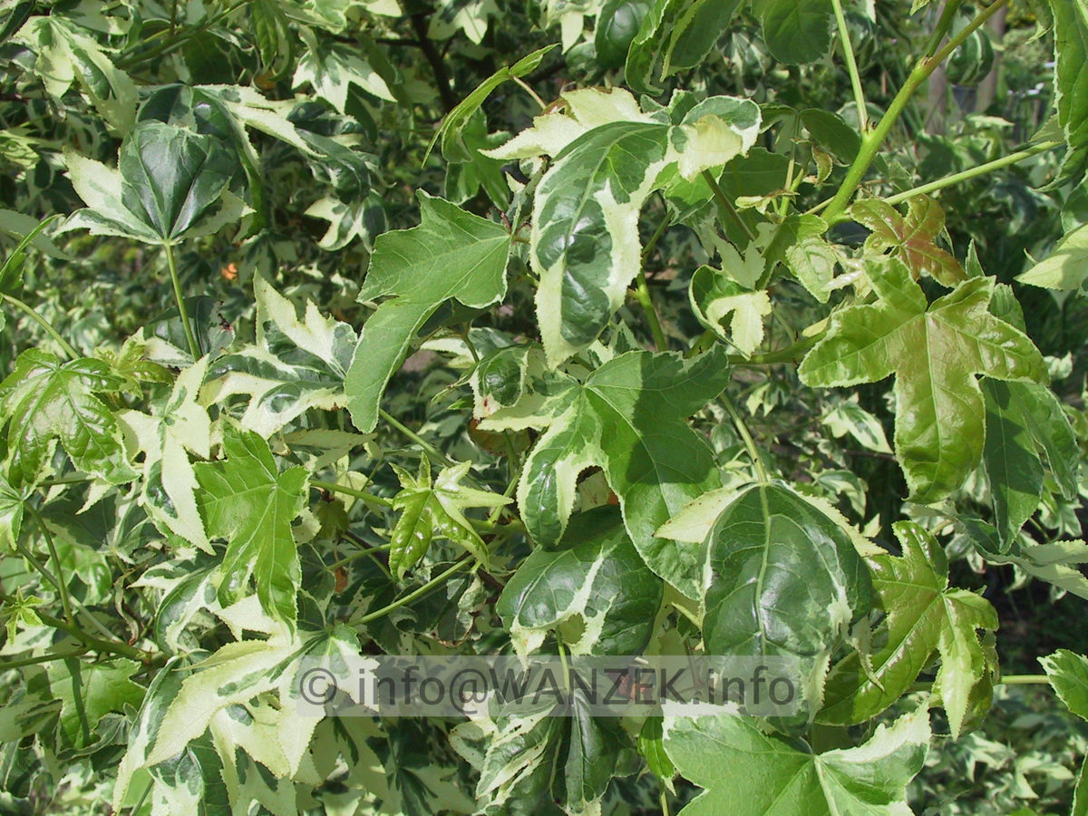 Liquidambar styraciflua Variegata 01.JPG